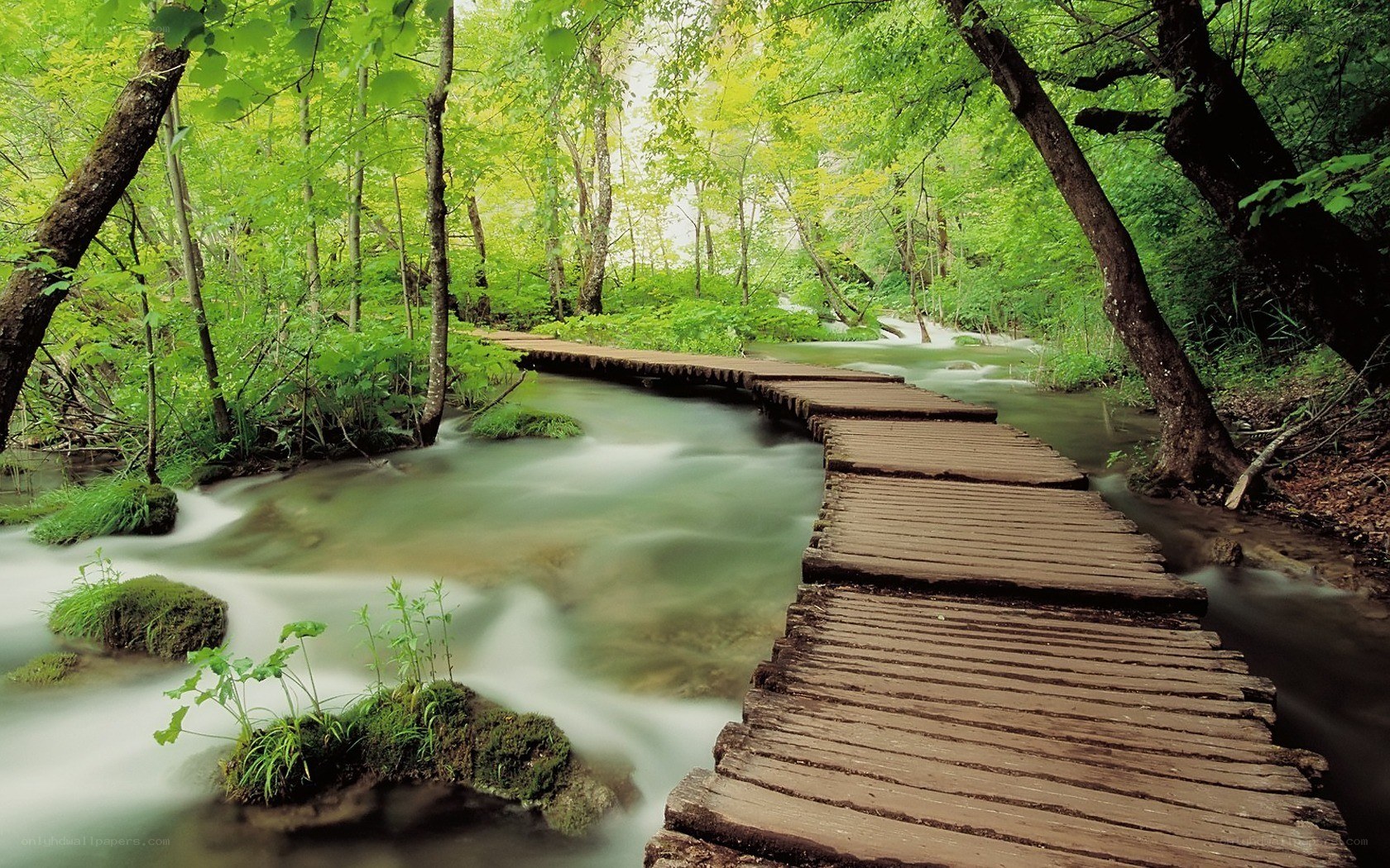 Wooden bridge over forest stream