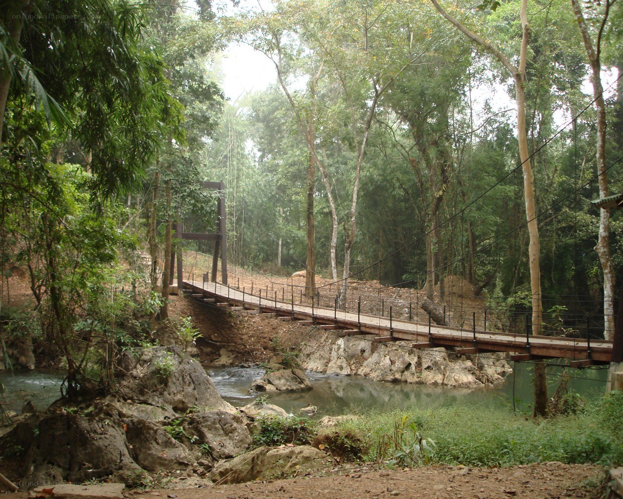 Wooden bridge over forest stream