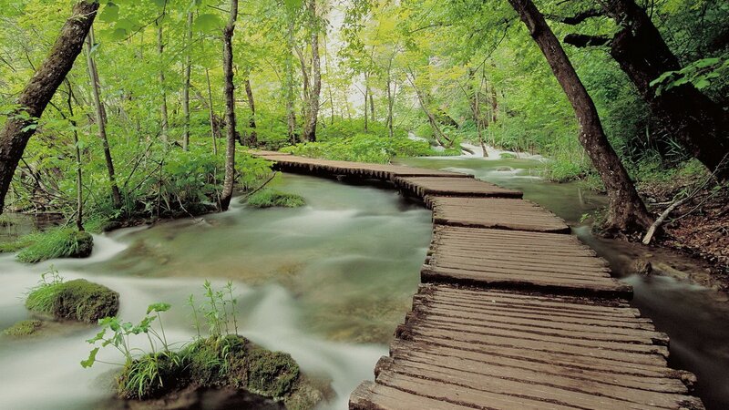 Wooden bridge over forest stream