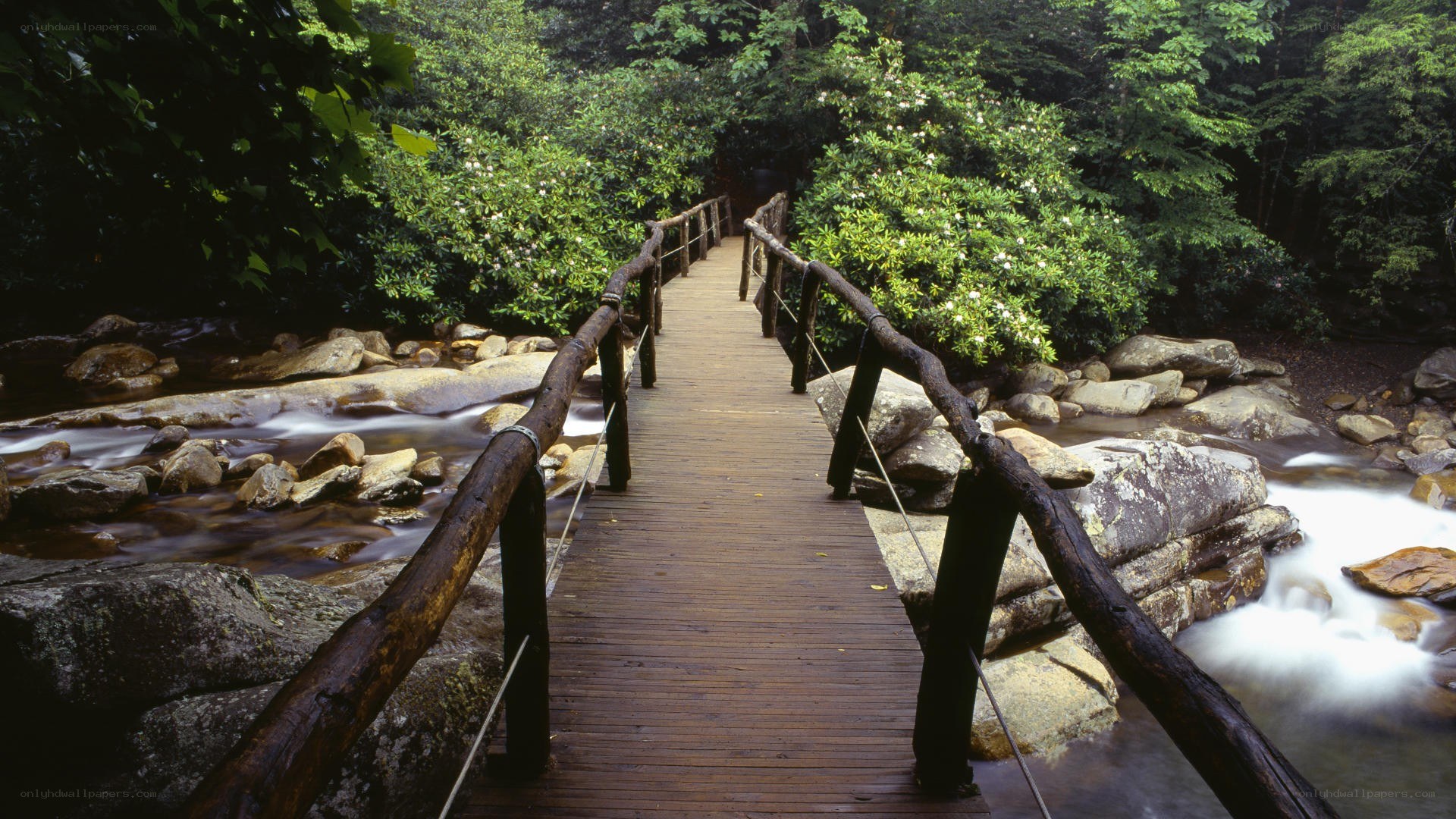 Wooden bridge over forest stream