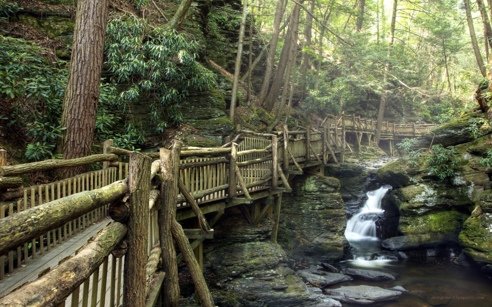Wooden bridge over forest stream