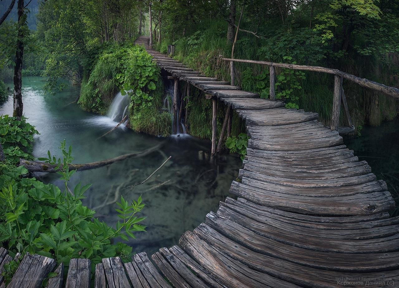 Wooden bridge over forest stream
