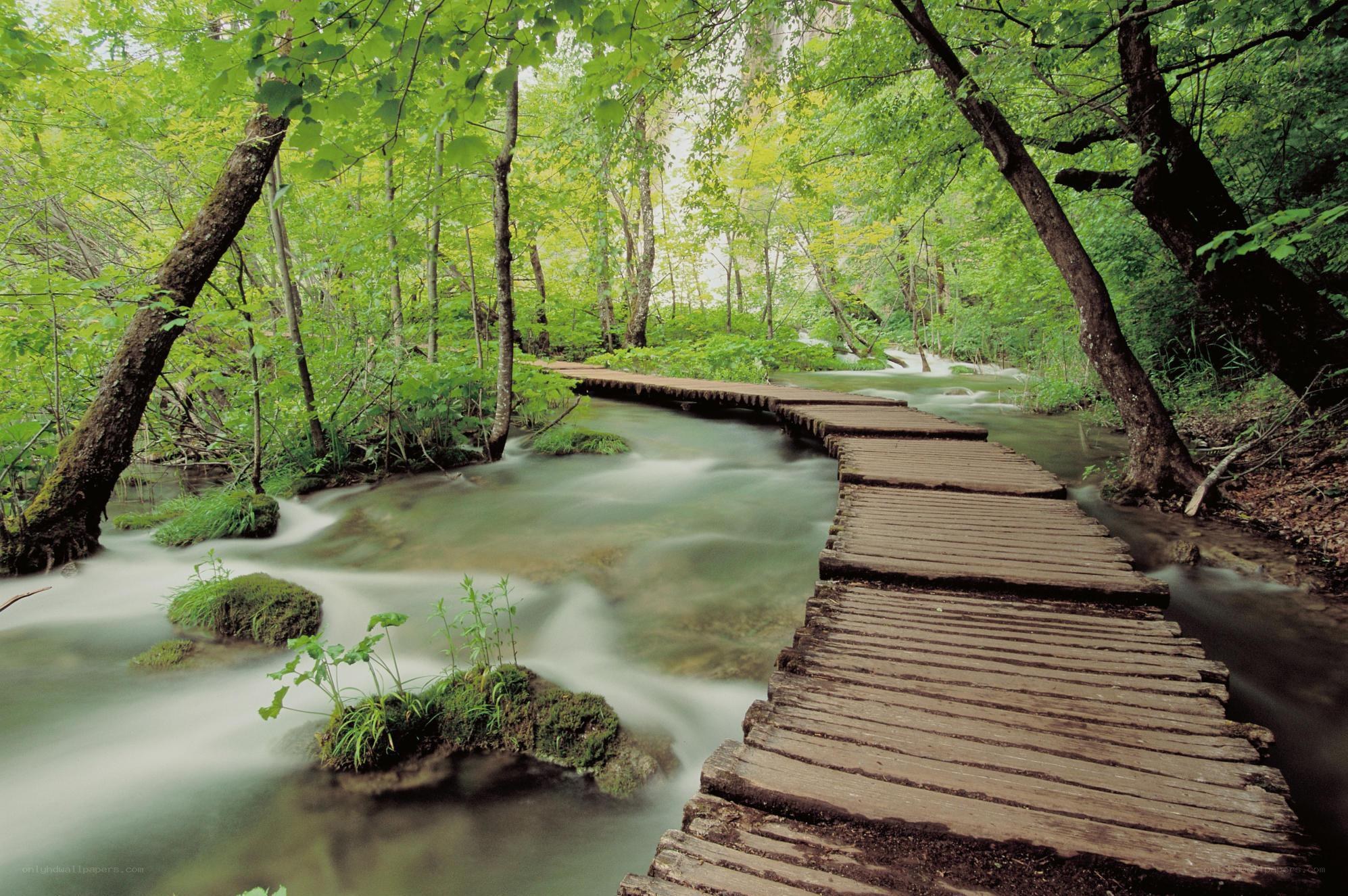 Wooden bridge over forest stream