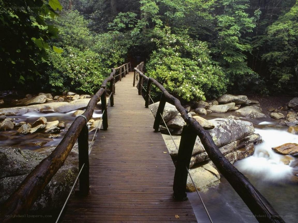 Wooden bridge over forest stream