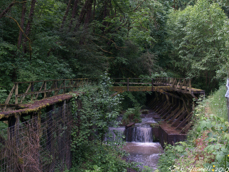 Wooden bridge over forest stream