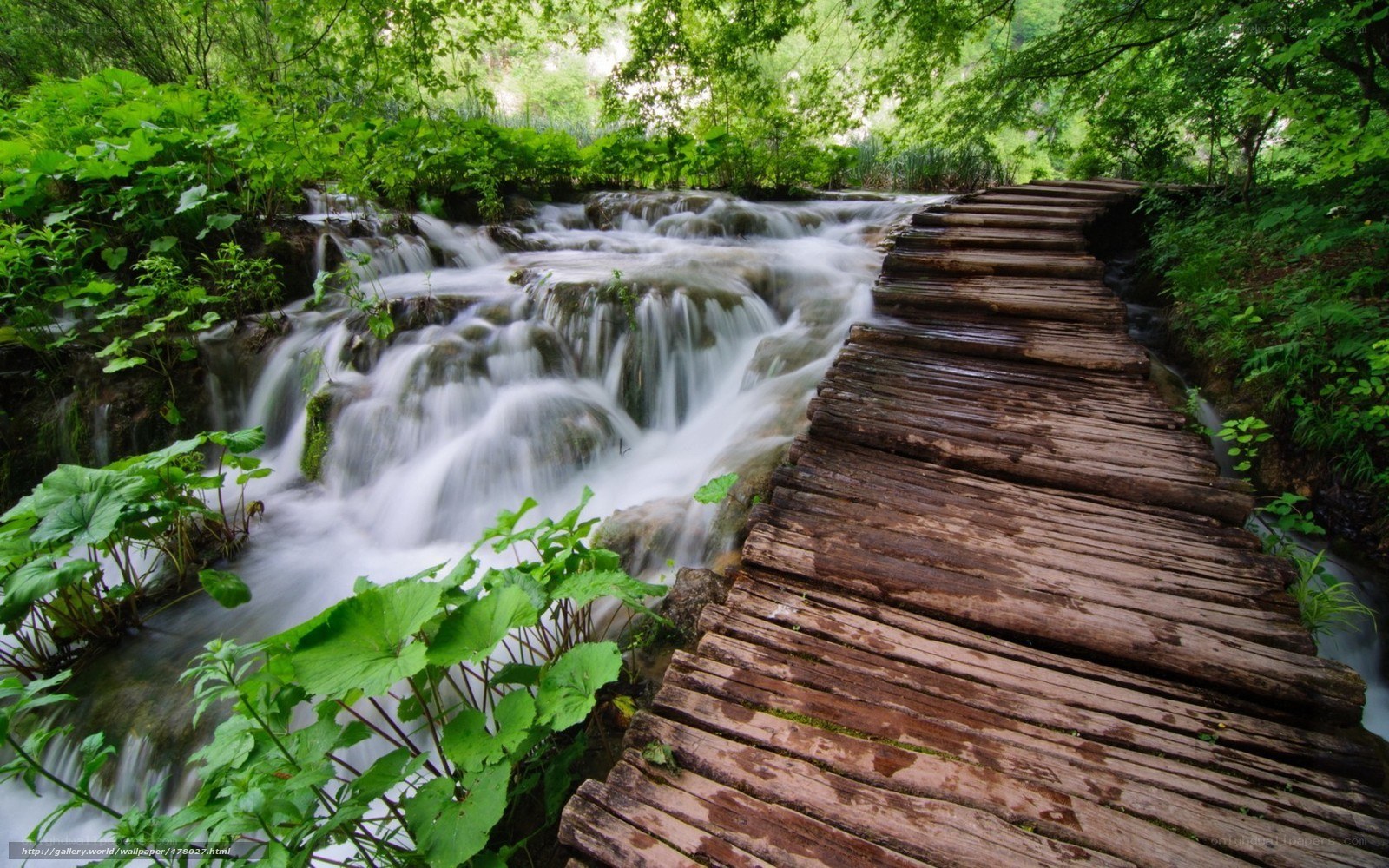 Wooden bridge over forest stream