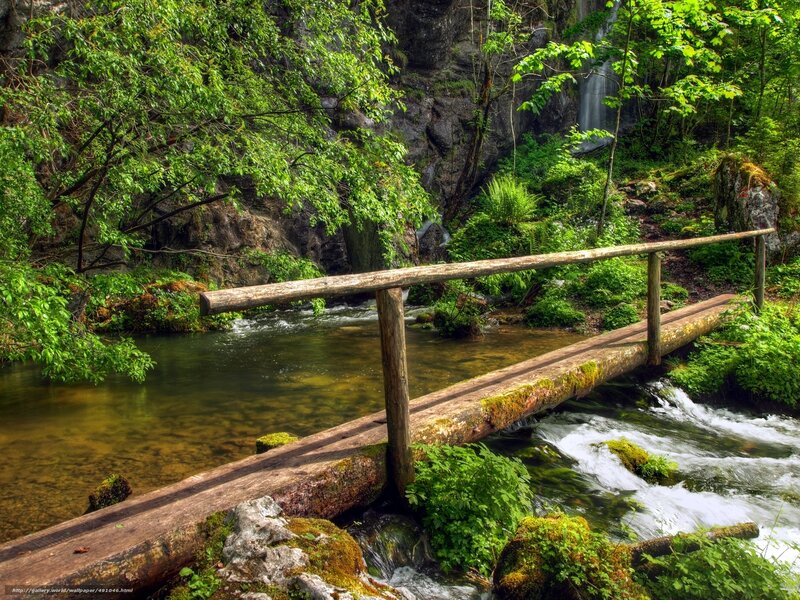Wooden bridge over forest stream