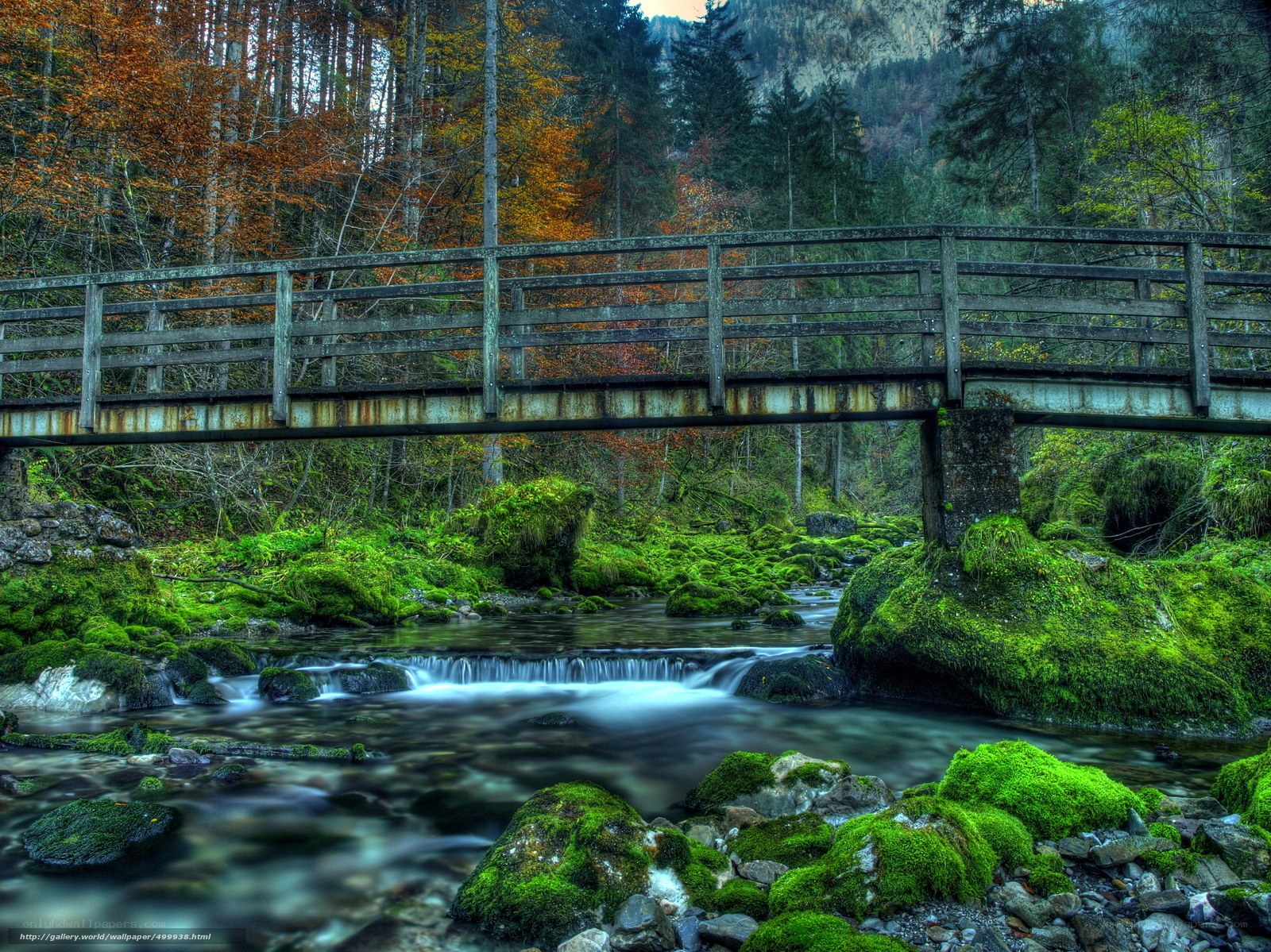 Wooden bridge over forest stream