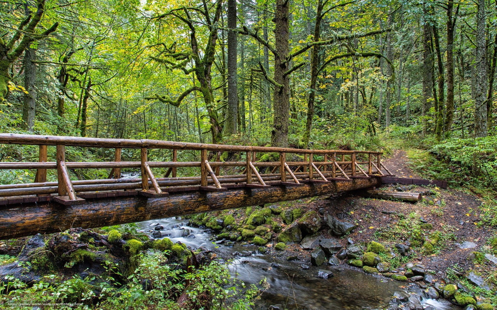 Wooden bridge over forest stream