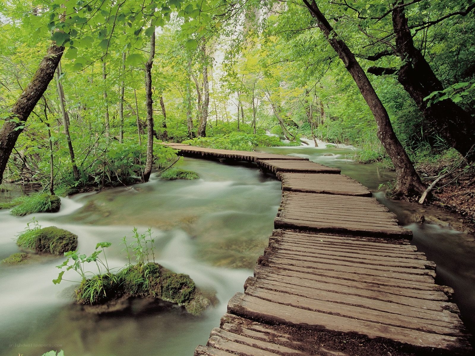 Wooden bridge over forest stream