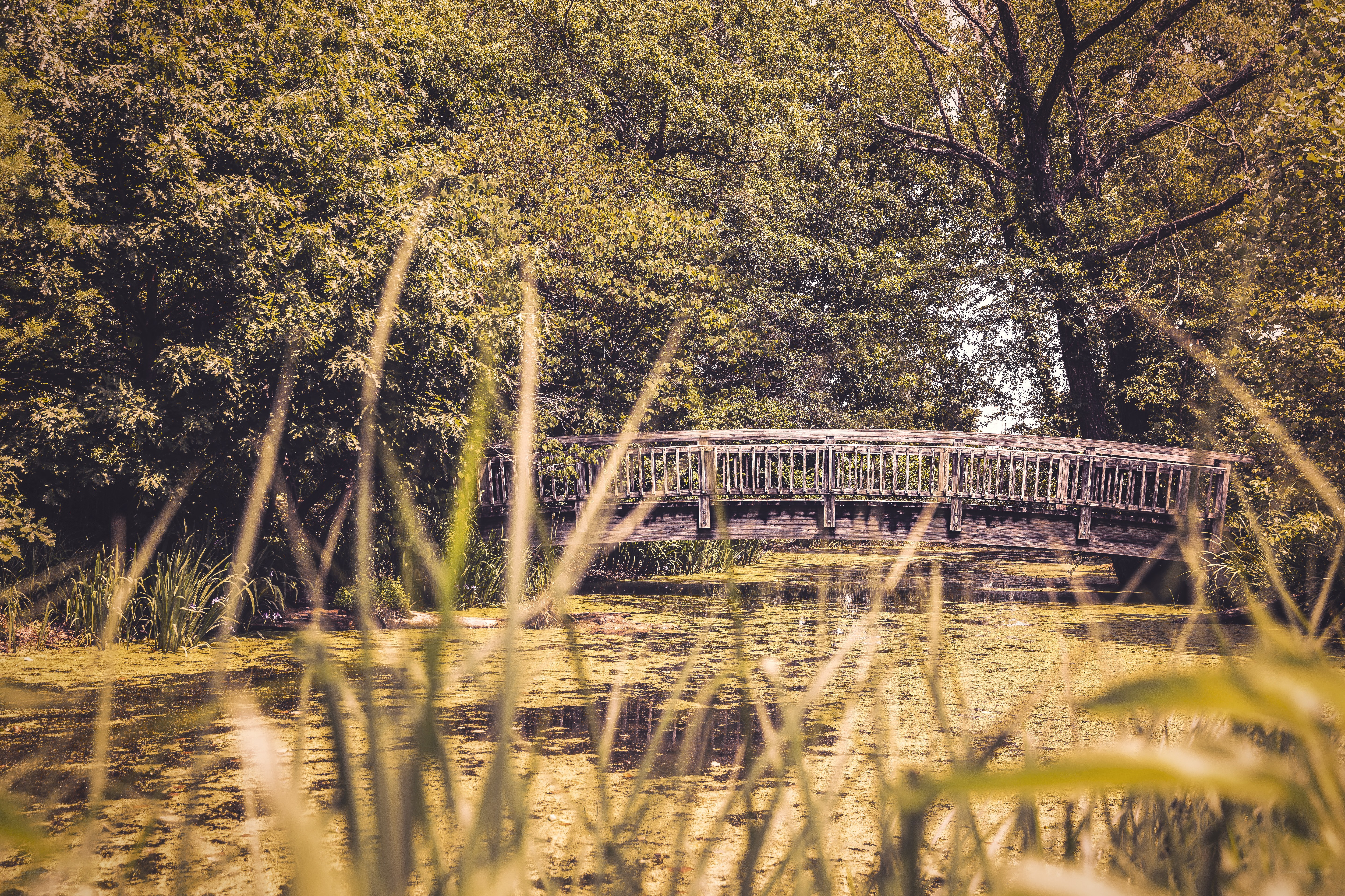 Wooden bridge over pond