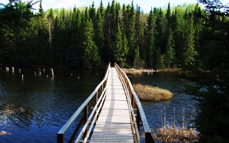 Wooden Bridge over Pond — Green, Serene, Afternoon, Photograph, Forest