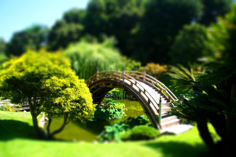 Wooden Bridge over Pond — Green, Serene, Afternoon, Photograph, Trees, Grass, Brown, Blue