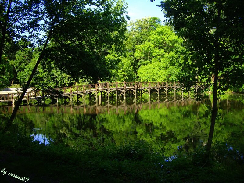 Wooden Bridge over Pond — Green, Serene, Afternoon, Photograph, Trees, Reflection