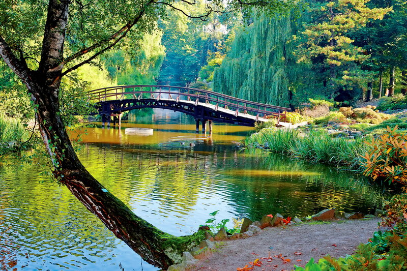 Wooden Bridge over Pond — Green, Serene, Afternoon, Photograph, Trees, Weeping Willow, Path