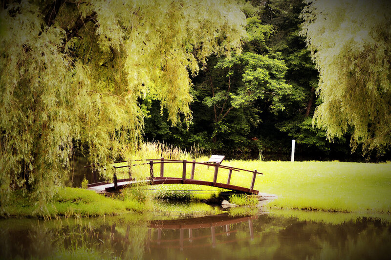 Wooden Bridge over Pond — Green, Serene, Afternoon, Photograph, Willow Tree, Grass