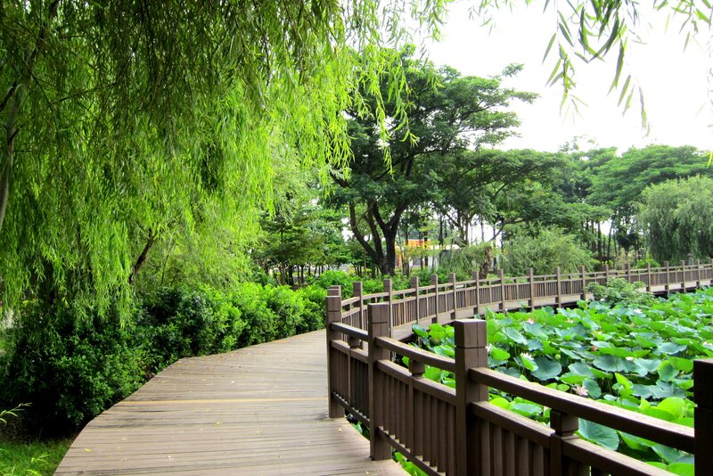 Wooden Bridge over Pond — Green, Serene, Afternoon, Photograph, Willow Tree