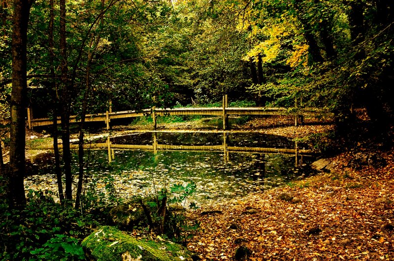 Wooden Bridge over Pond — Green, Serene, Autumn, Photograph