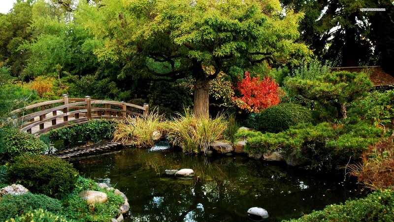 Wooden Bridge over Pond — Green, Serene, Autumn, Photograph, Tree