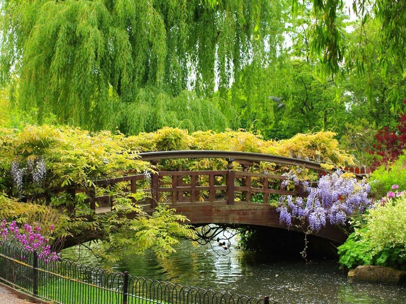 Wooden Bridge over Pond — Green, Serene, Spring, Photograph, Weeping Willow