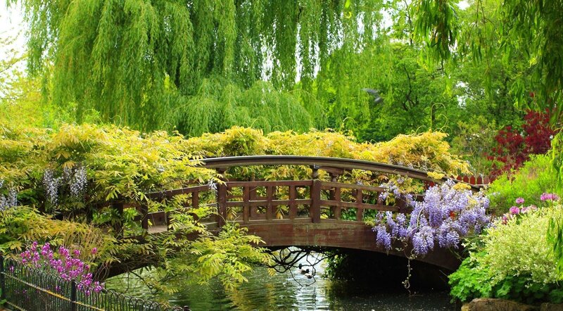 Wooden Bridge over Pond — Green, Serene, Spring, Photograph, Weeping Willow, Wisteria, Ducks