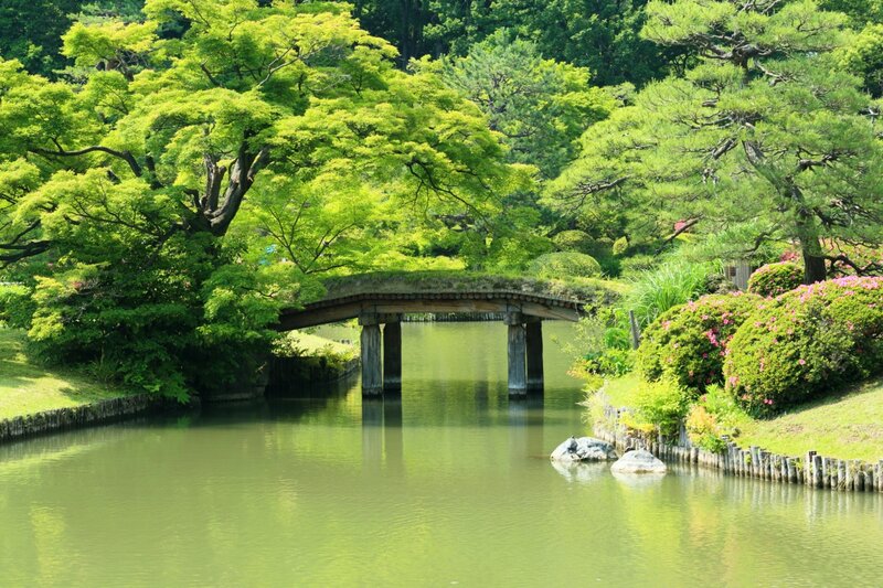 Wooden Bridge over Pond — Green, Serene, Summer, Photograph