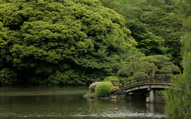 Wooden Bridge over Pond — Green, Serene, Summer, Photograph, Trees