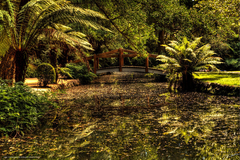 Wooden bridge over pond in forest