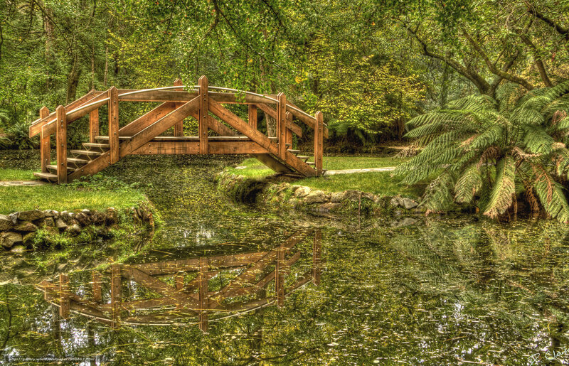Wooden bridge over pond in forest