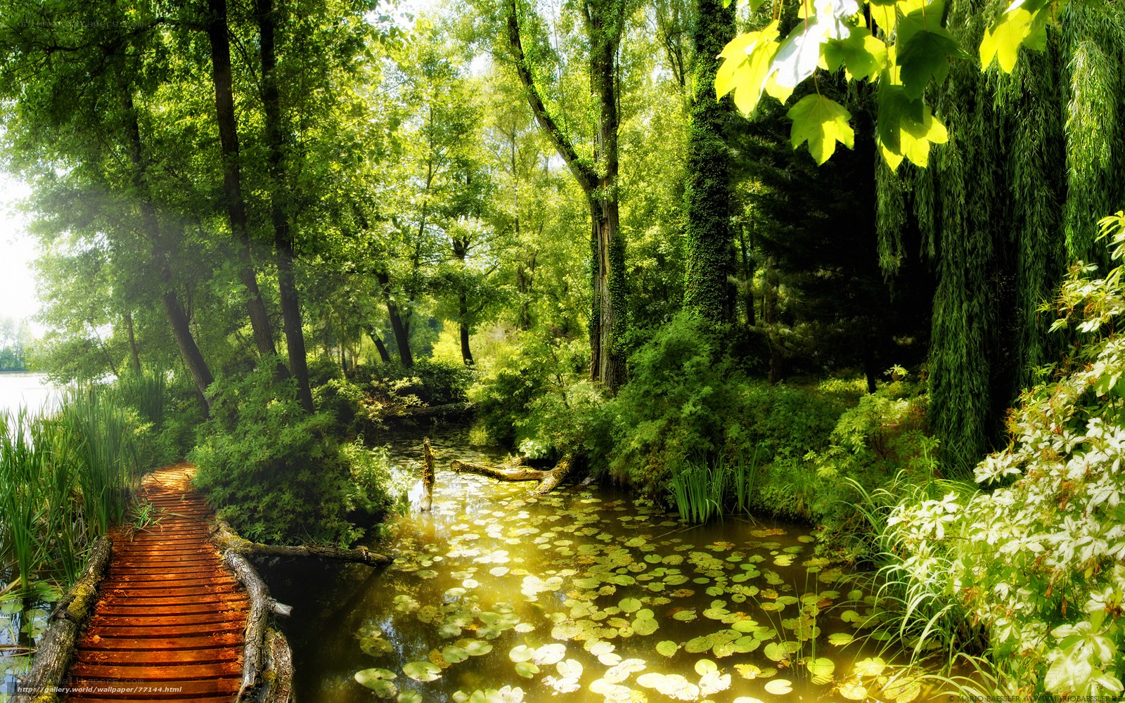 Wooden bridge over pond in forest