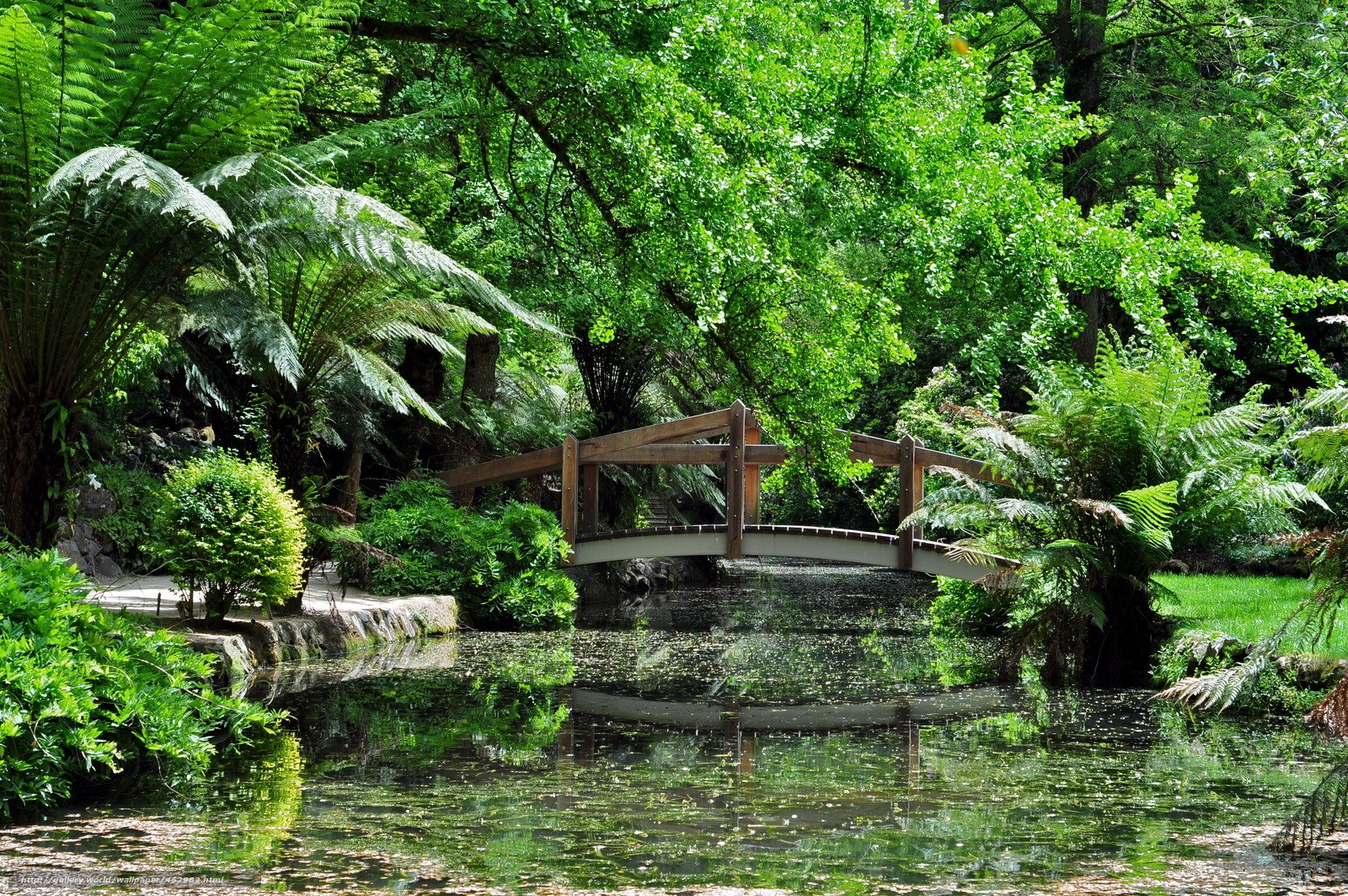 Wooden bridge over pond in garden
