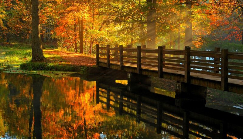 Wooden Bridge over Pond — Orange, Serene, Autumn, Photograph, Trees