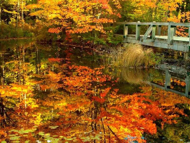 Wooden Bridge over Pond — Orange, Serene