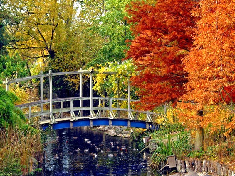 Wooden Bridge over Pond — Orange