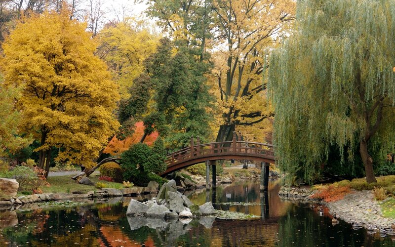 Wooden Bridge over Pond — Yellow, Serene, Autumn, Photograph