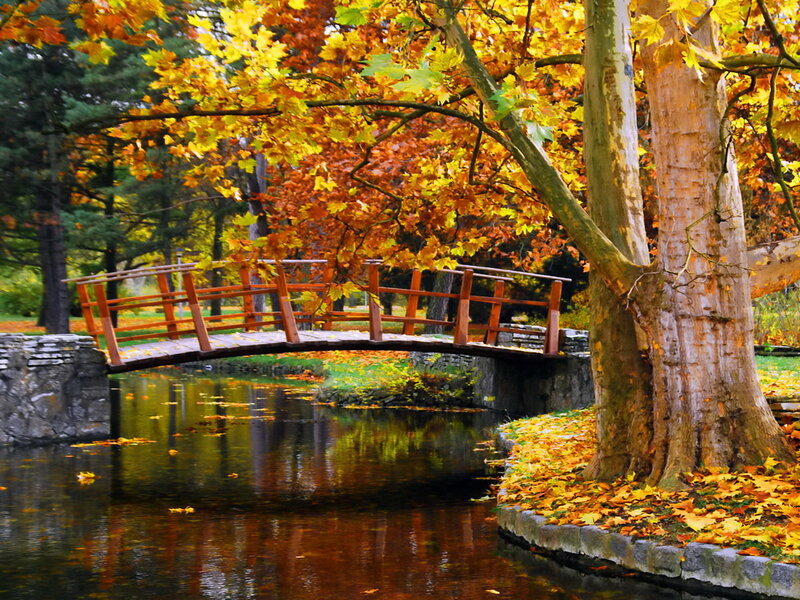Wooden Bridge over Pond — Yellow
