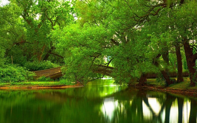 Wooden Bridge over River — Green, Serene, Afternoon, Photograph, Trees, Greenery
