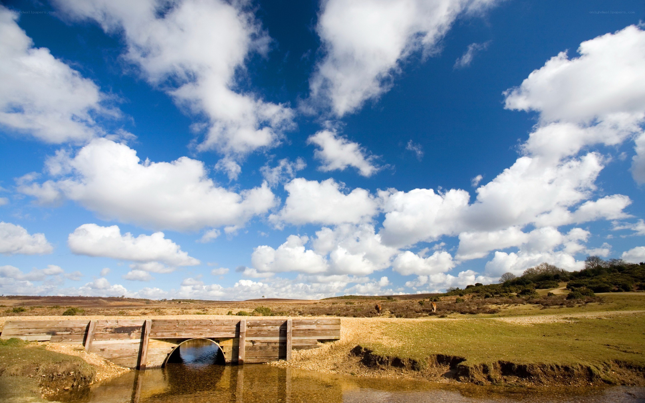 Wooden bridge over stream