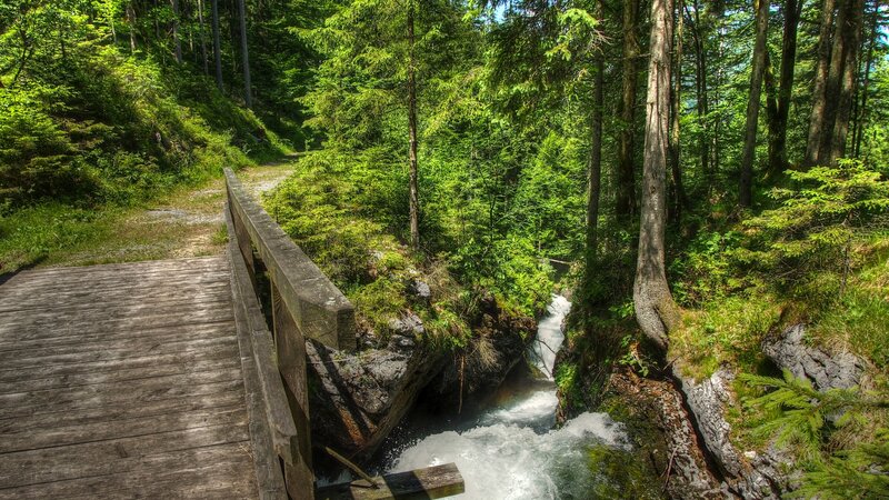Wooden Bridge over Stream — Green, Serene, Afternoon, Photograph, Forest, River