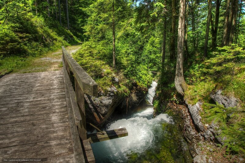 Wooden Bridge over Stream — Green, Serene, Afternoon, Photograph, Forest, River, Trees