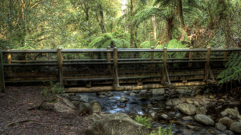 Wooden Bridge over Stream — Green, Serene, Afternoon, Photograph, Forest, Rocks, Ferns