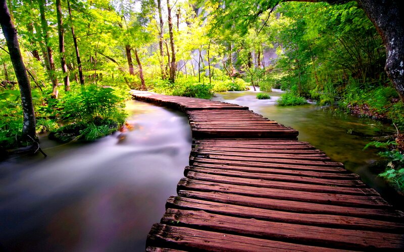 Wooden Bridge over Stream — Green, Serene, Afternoon, Photograph, Trees, Forest