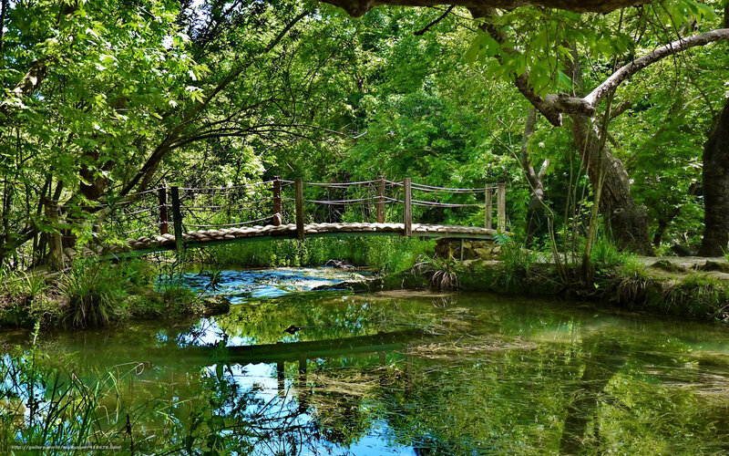 Wooden Bridge over Stream — Green, Serene, Afternoon, Photograph, Trees, River