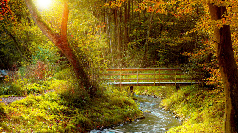 Wooden Bridge over Stream — Green, Serene, Autumn, Photograph, Forest, River