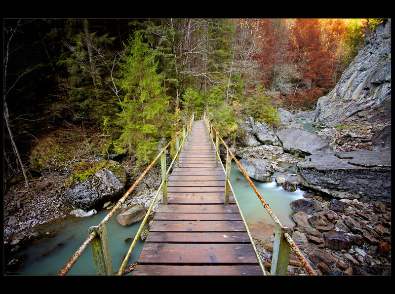 Wooden Bridge over Stream — Green, Serene, Autumn, Photograph, Forest