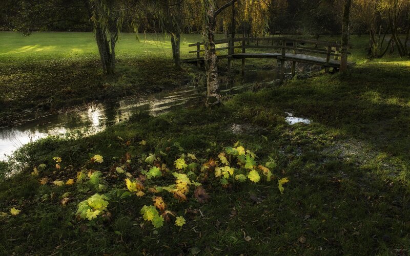 Wooden Bridge over Stream — Green, Serene, Autumn, Photograph, Trees, Grass