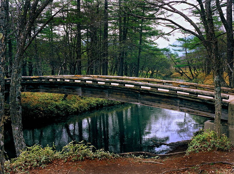Wooden Bridge over Stream — Green, Serene, Autumn, Photograph, Trees