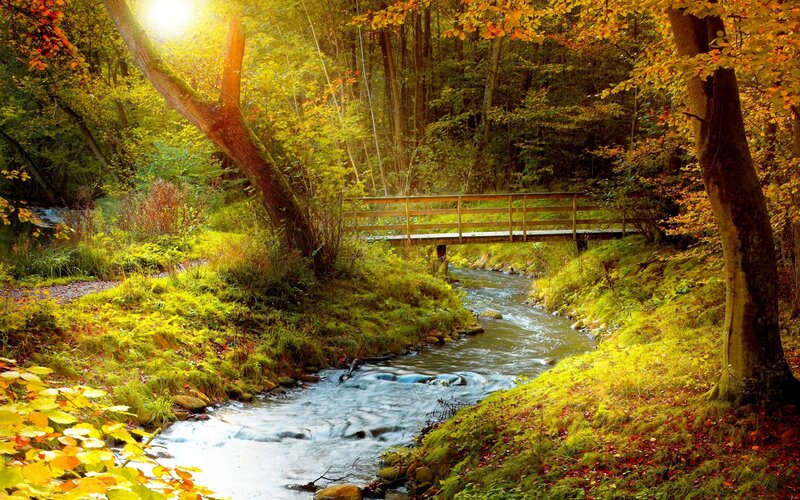 Wooden Bridge over Stream — Green, Serene, Autumn