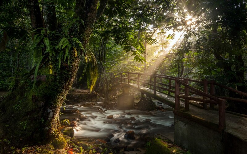 Wooden Bridge over Stream — Green, Serene, Morning, Photograph, Forest