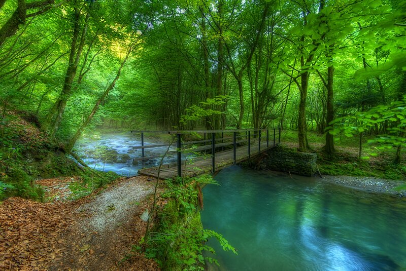 Wooden Bridge over Stream — Green, Serene, Morning